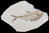 Lot: Green River Fossil Fish - Pieces #84117-2